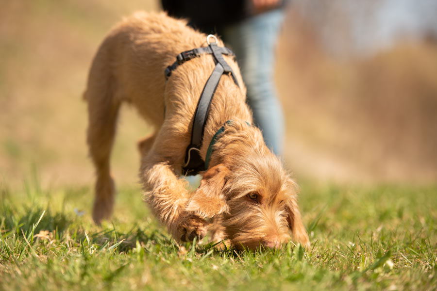 Cane marrone di piccola taglia annusa il terreno alla ricerca di una traccia.