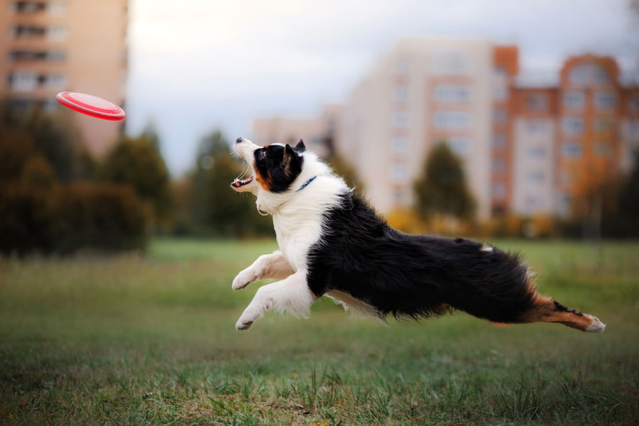 Cane di media taglia intento ad afferrare al volo un frisbee con la bocca.