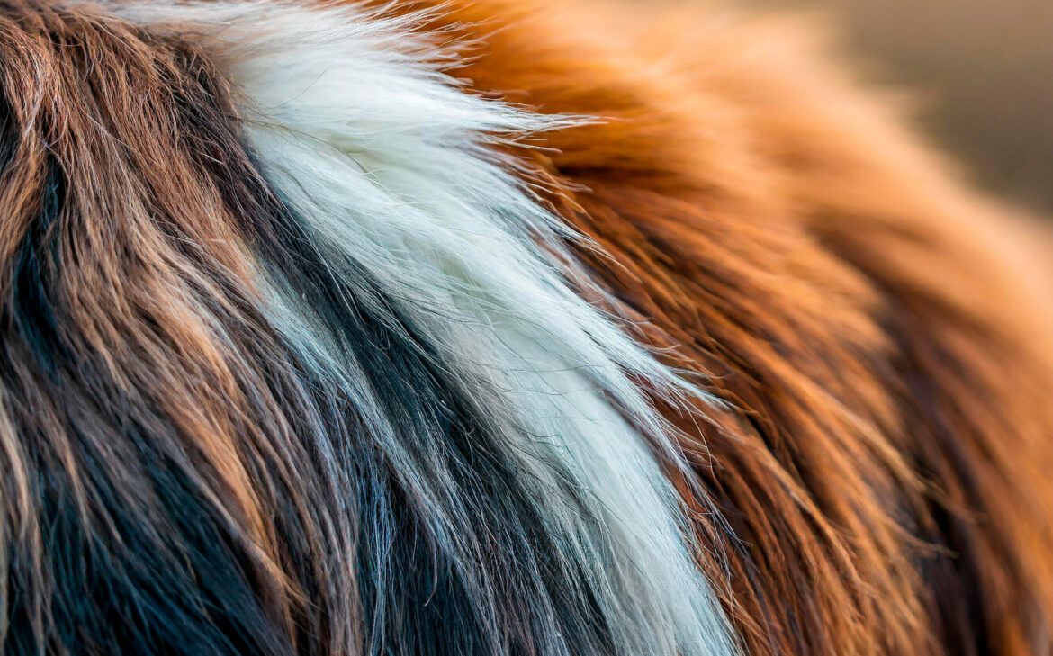 Zoom sul pelo di un cane a diversi colori: bianco, grigio, fulvo, marrone.