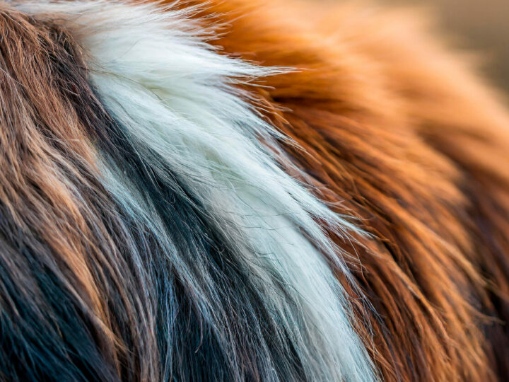 Todos los colores de los perros