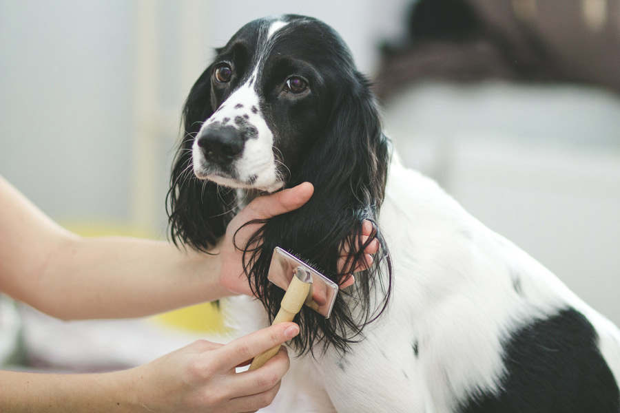 Cane con testa nera e corpo bianco.