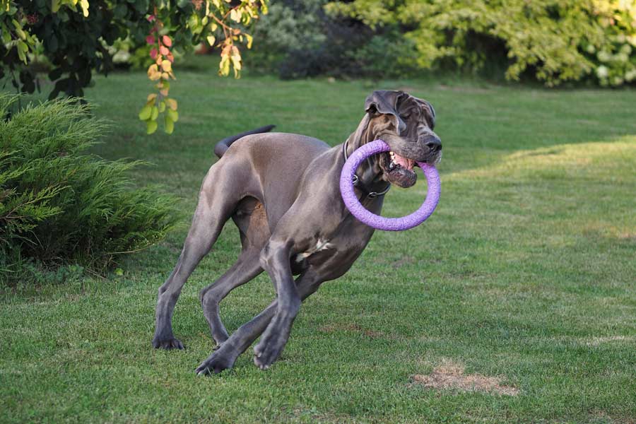 cane alano dal pelo grigio gioca correndo in giardino