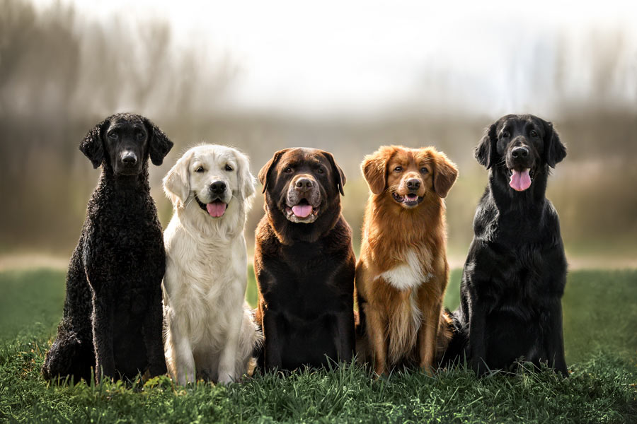 Cani di diversa razza e colore seduti uno di fianco all'altro