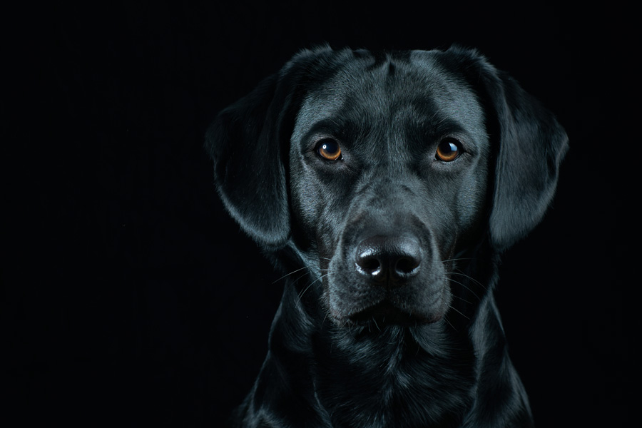 cane labrador nero su sfondo nero