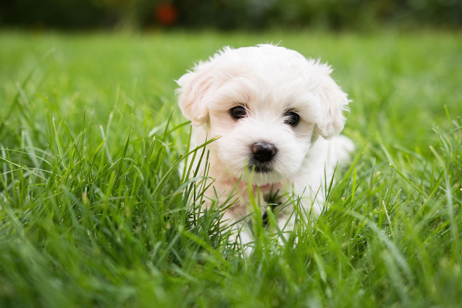 Cucciolo di maltese bianco in mezzo ad un prato verde