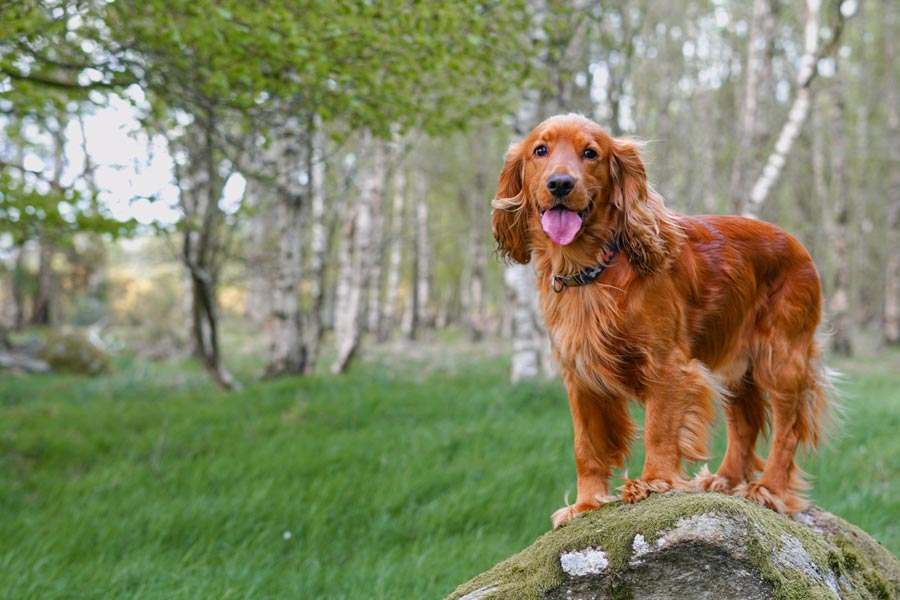 Cane di media taglia color fulvo sopra ad un masso in mezzo ad un bosco