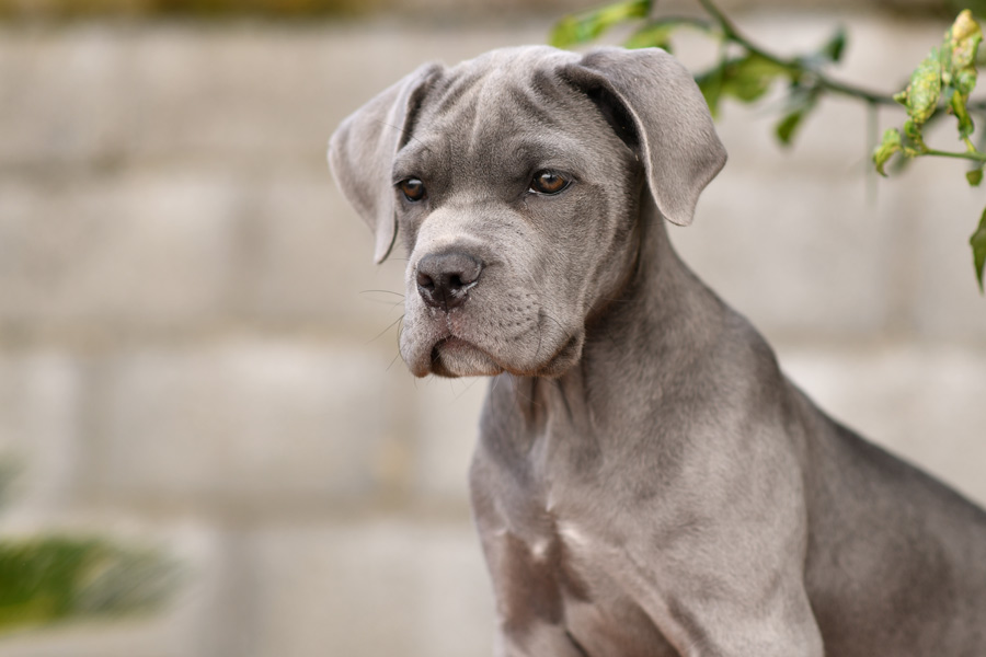 Cane grigio di grossa taglia