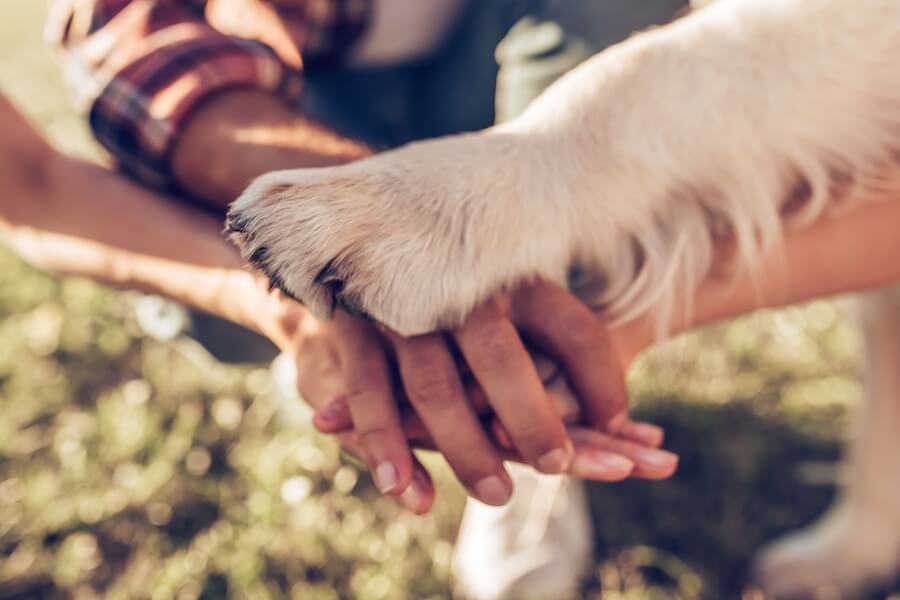 Mani e zampette di cane che si sfiorano