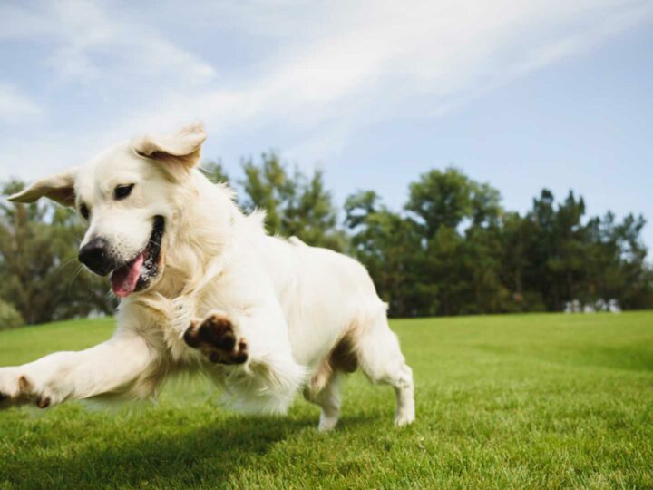 La relación entre perro y medio ambiente