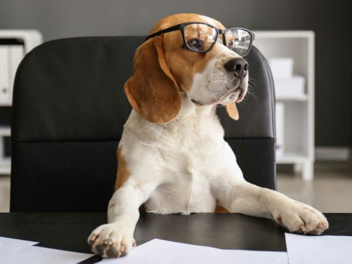 ¿Puedo llevar al perro a la oficina?