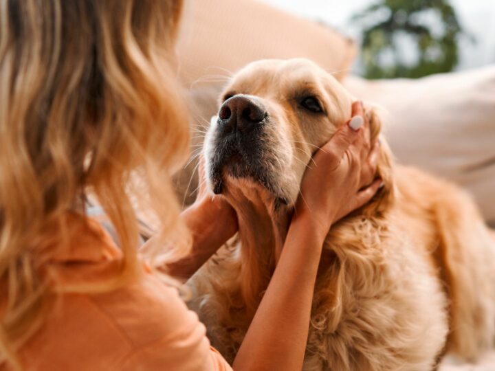 Man-Dog Friendship: an unbreakable bond