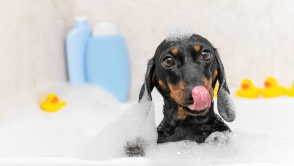 cucciolo di cane fa il bagnetto nelle vasca con lo shampoo per cani, sullo sfondo schiuma e paparelle