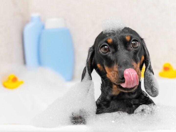 Shampoo per cani: tipologie e come sceglierlo