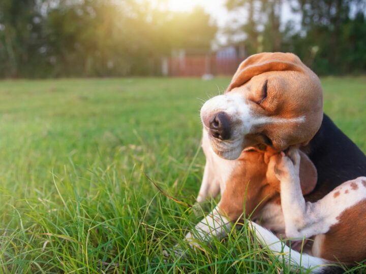 Si può accarezzare il cane dopo l’antiparassitario?