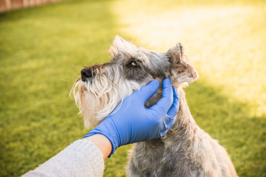 una donna applica l'antiparassitario sul pelo del cane con dei guanti