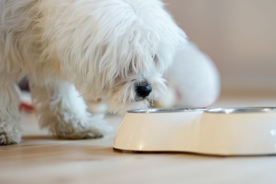 cane si avvicina alla ciotola per mangiare