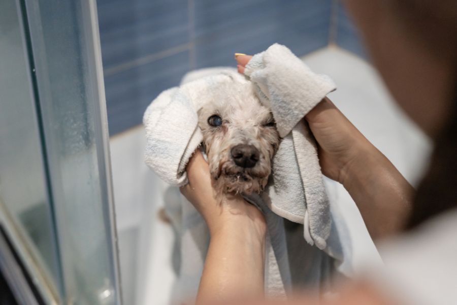 donna asciuga gli occhi del cane dopo il bagnetto con un asciugamano