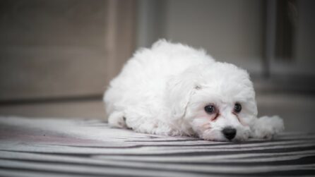 maltese con lacrime di ruggine sugli occhi