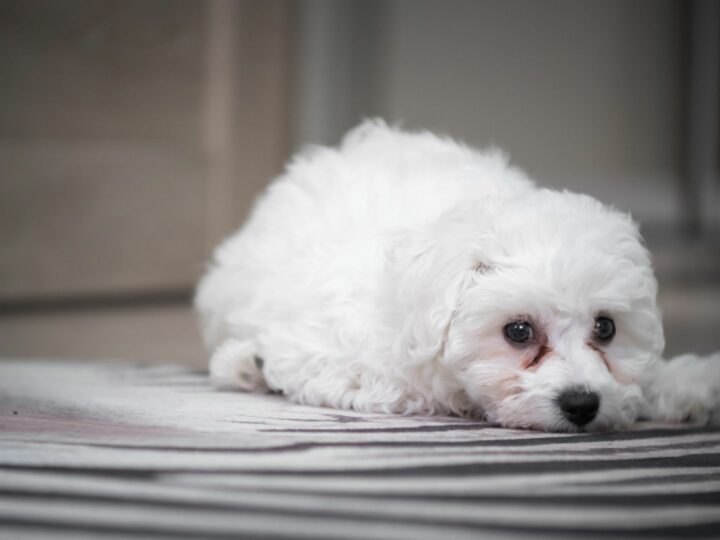 Macchie da lacrimazione nel cane: cause e rimedi