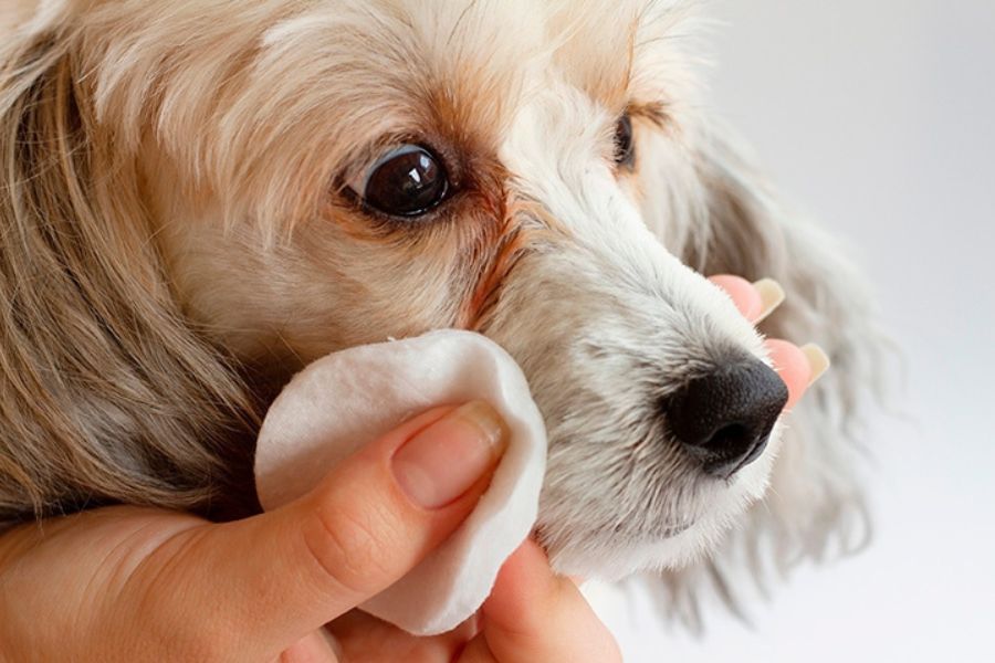 pulizia della lacrimazione degli occhi nel cane con dischetto di cotone e lozione apposita