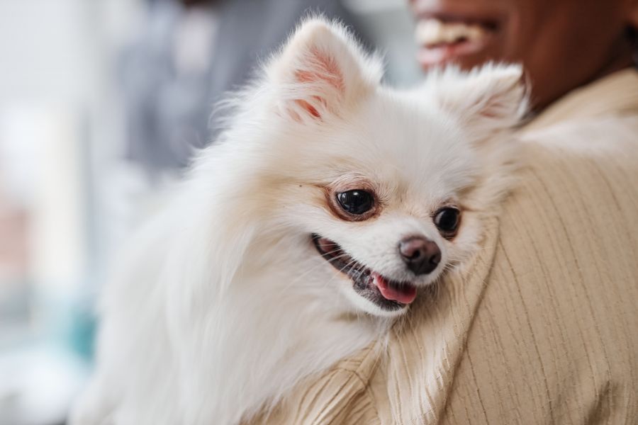 cane con lacrime di ruggine in braccio a un uomo