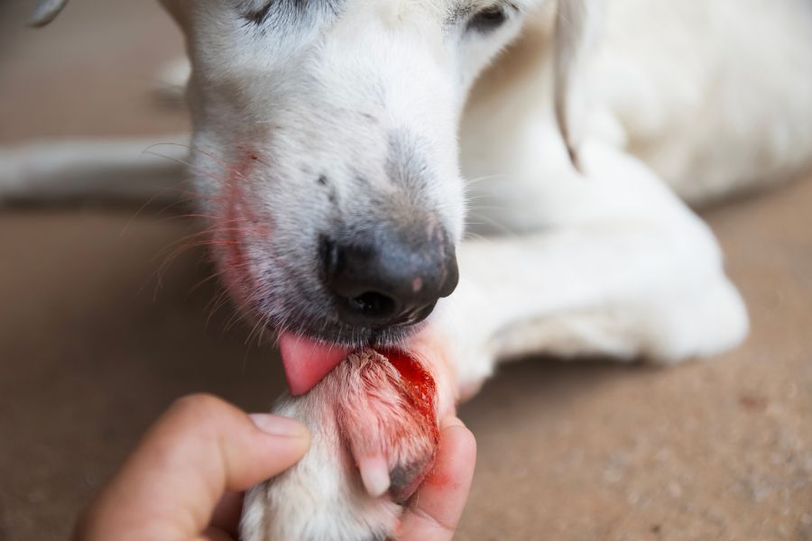 cane si lecca zampa che sanguina