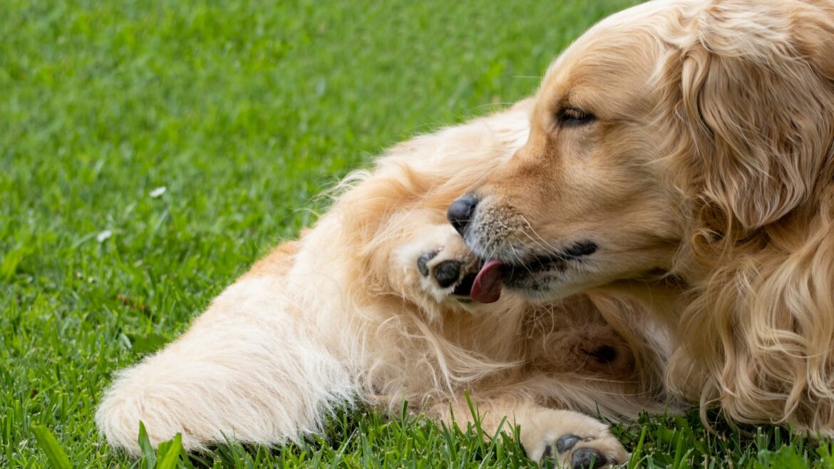 cane si lecca la zampa posteriore