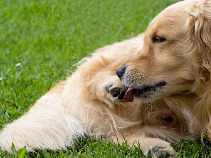 Cane si lecca le zampe: perché lo fa e quando preoccuparsi