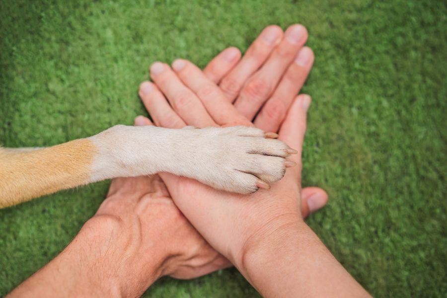 Zampa di cane sopra mani umani