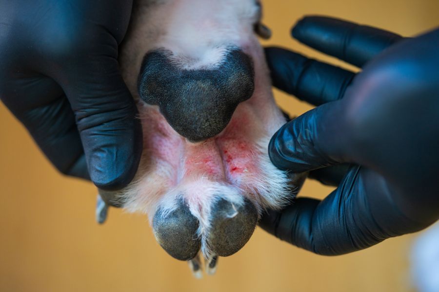 zampa di cane che sanguina