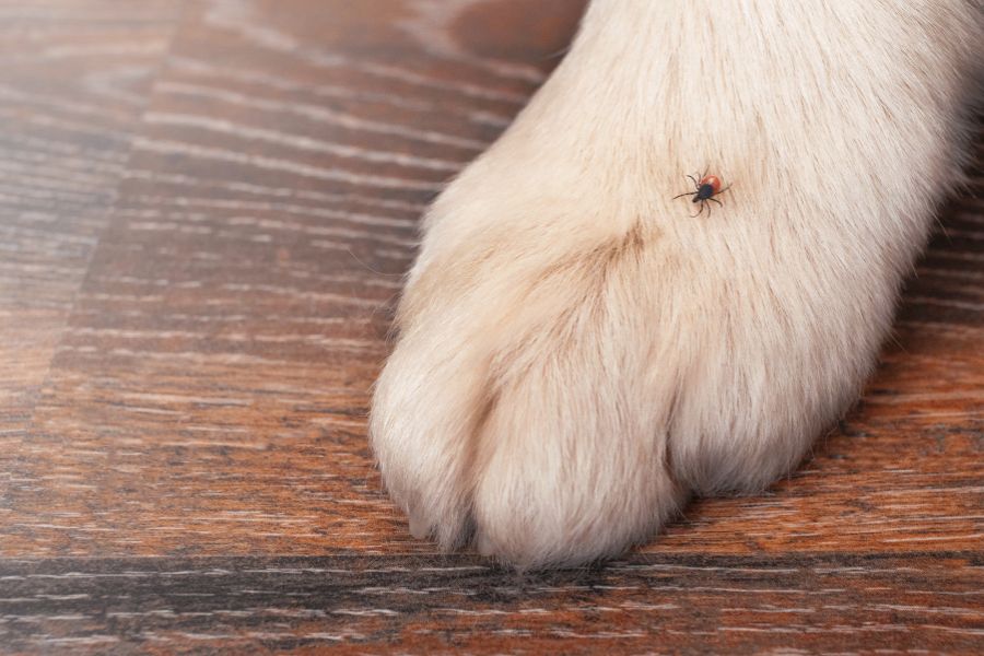 zecca su zampa di cane