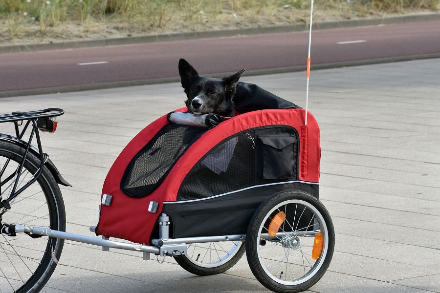 cane su carrello porta cani per bicicletta