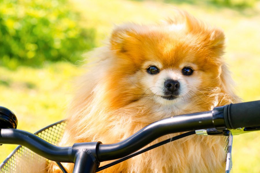 manubrio di bicicletta con piccolo cane nel cestino