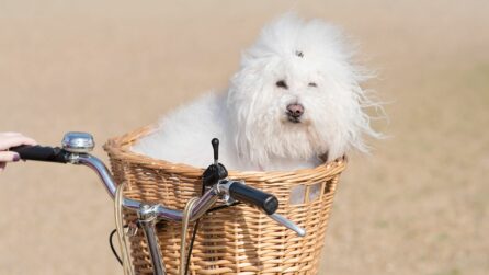 cane sul cestino in bicicletta
