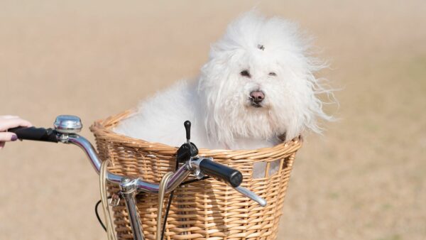 cane sul cestino in bicicletta