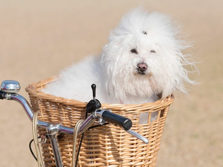 Come portare il cane in bicicletta: metodi e consigli