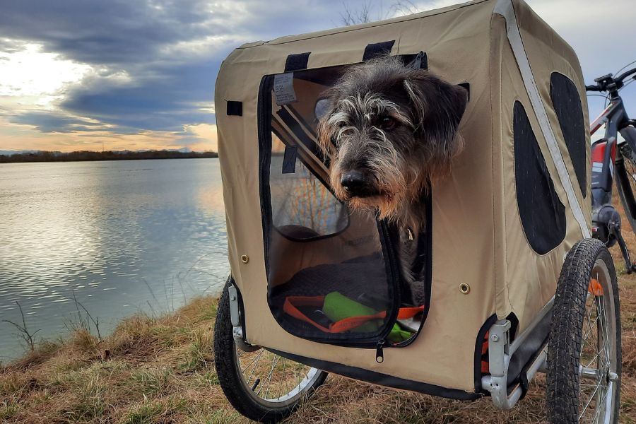 cane su carrello porta cani da bicicletta