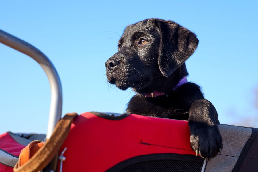 carrello porta cani bicicletta con cucciolo di cane