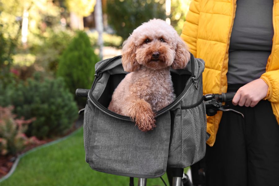Trasportino per cani da bicicletta con barboncino dentro e donna che lo guarda con affetto