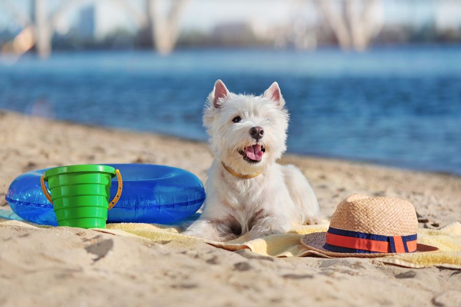 Cane in spiaggia con secchiello, pinne e ciambelle gonfiabili