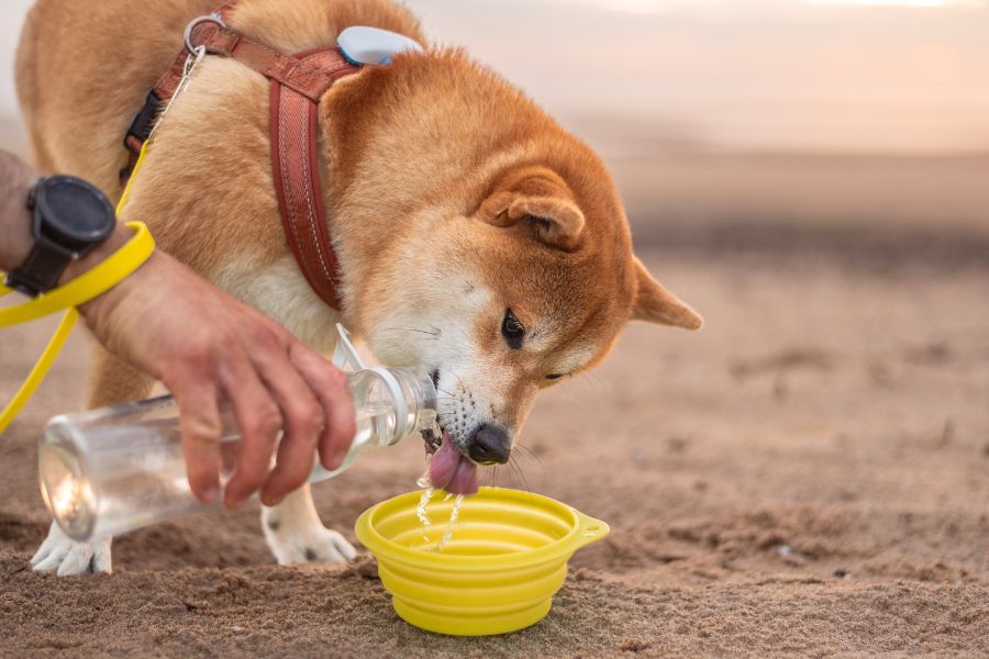 cane beve acqua da una ciotola in spiaggia