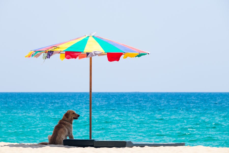 cane in spiaggia sotto l’ombrellone