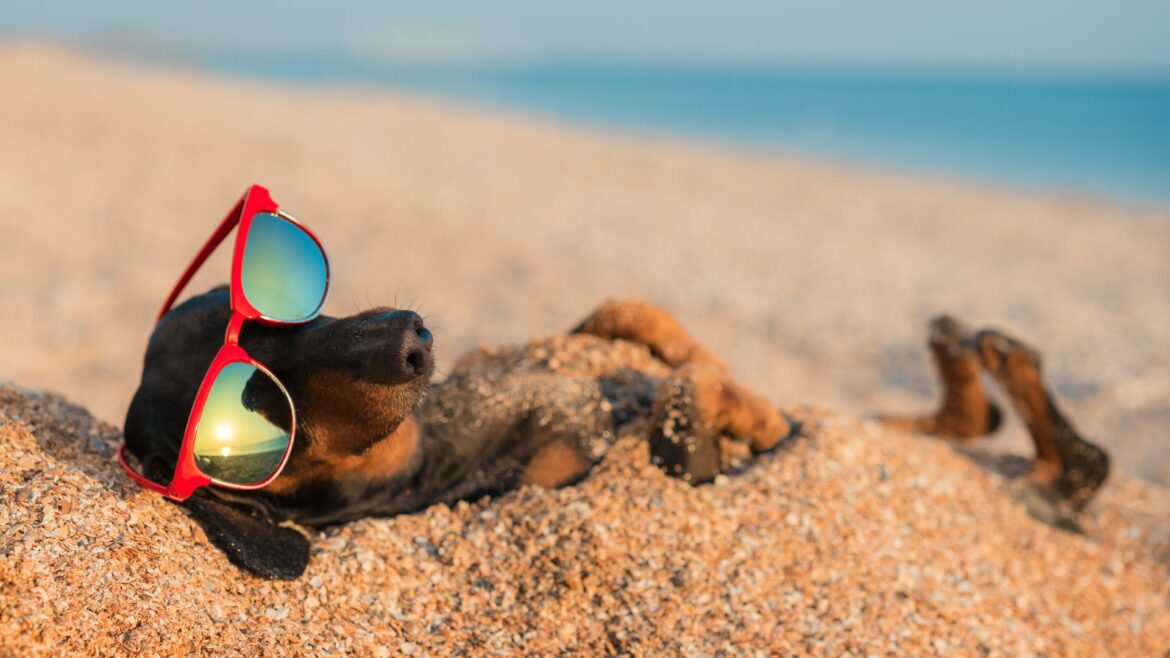 cane in spiaggia sulla sabbia con occhiali da sole