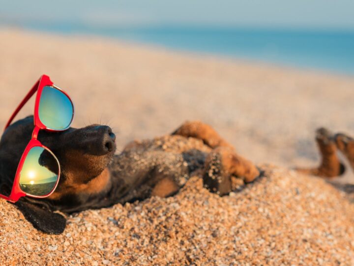 I cani si possono abbronzare? Metodi per proteggerli dal sole