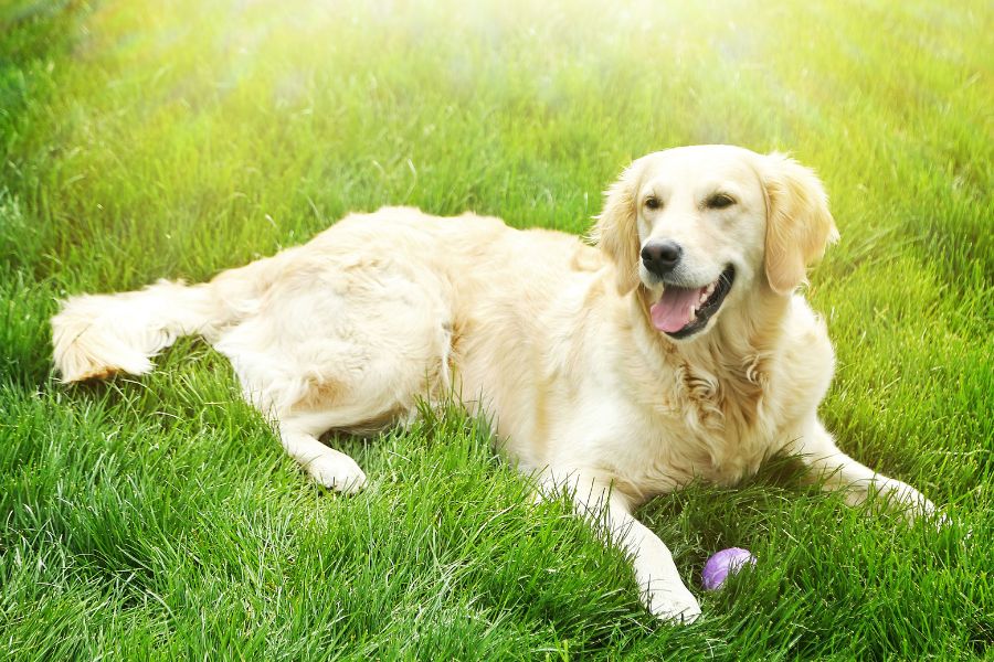 Labrador prende il sole in un prato