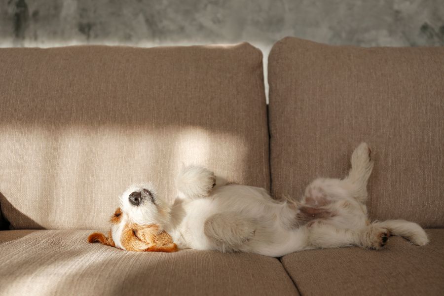 cane da solo in appartamento sul divano