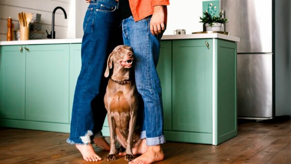 cane in appartamento