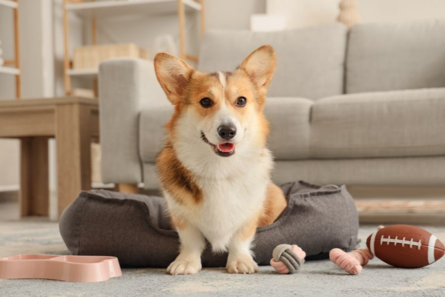cane in appartamento seduto su cuscino con giochi