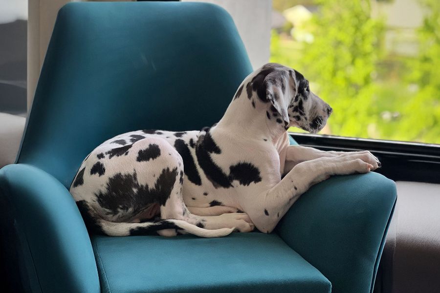 cane in appartamento sul divano del soggiorno