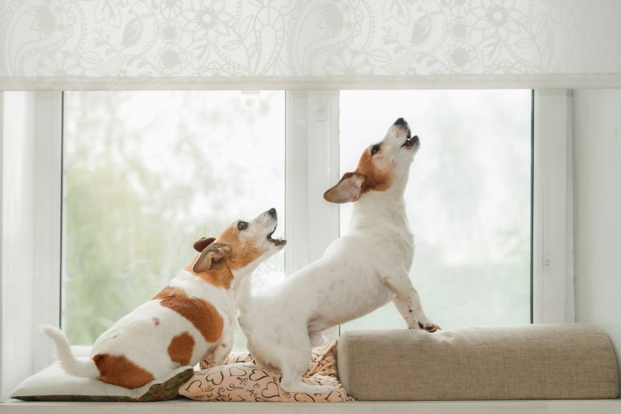 due cani abbaiano alla finestra